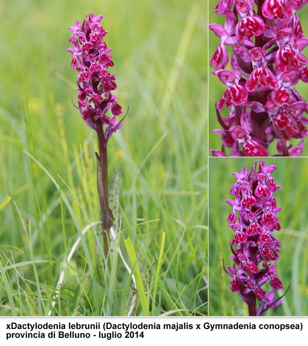 DACTYLORHIZA: immagini di una splendida orchidacea.